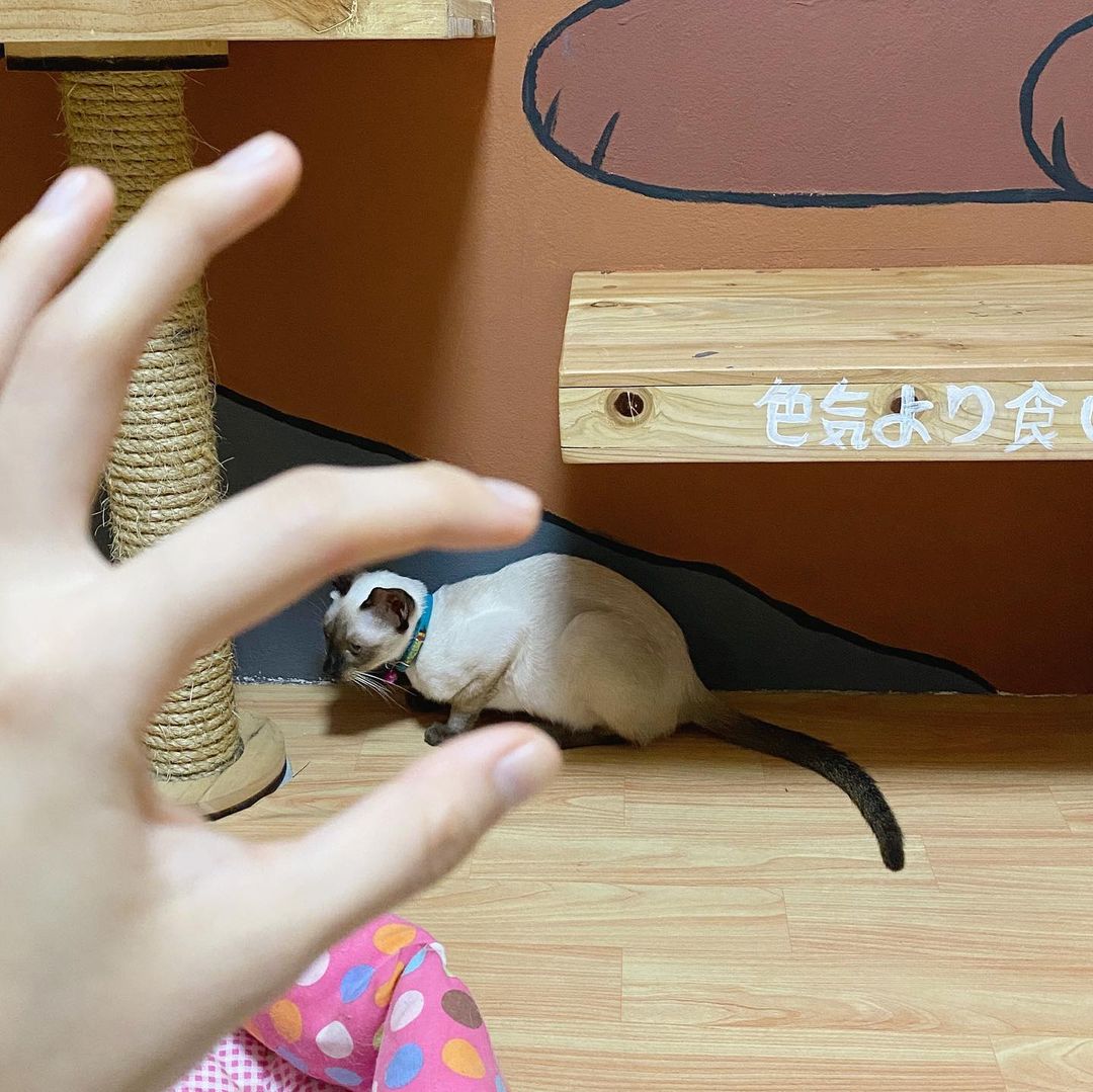 Atreus_CTN's tweet photo. หอมนวลตะเร้กนิดเดววว (ถ้าไม่โดดงับของเล่น--) #HomnuanCGM48  #CatIdolbyCGM48 https://t.co/WWvljrvG2f