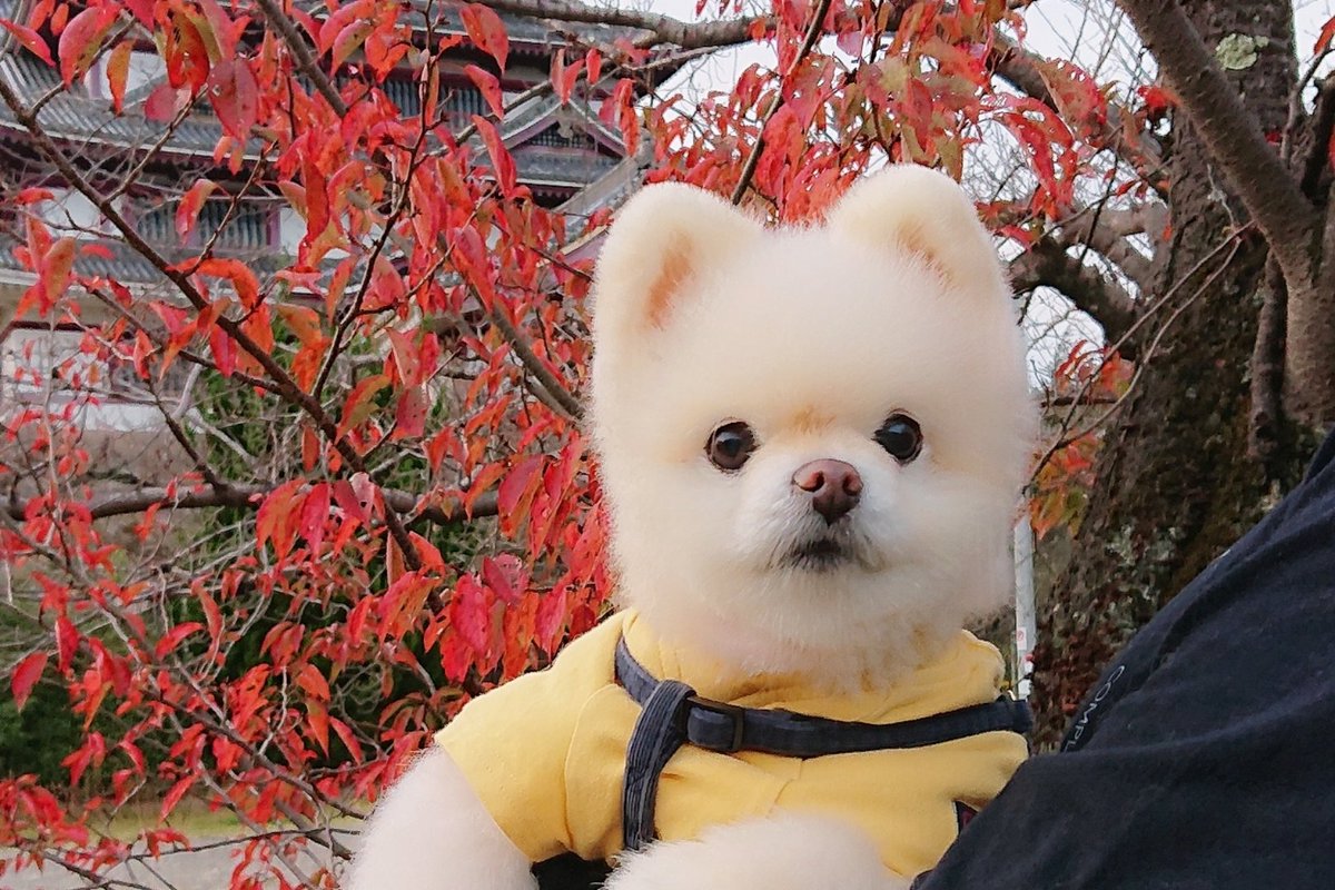 紅くなってきました🐶😊🏯