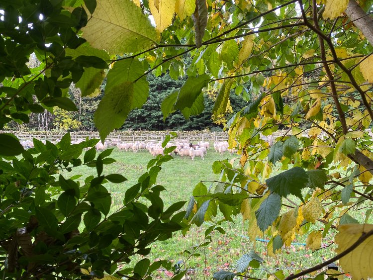 ScotRuralLeader's tweet image. Scotch lambs doing what they do best - turning our grass into high quality protein in a sustainable, welfare friendly way #ScotchLamb #Scotchdifference #meatwithintegrity