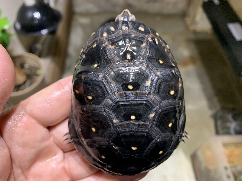 Big In 今週のお買い得商品 キボシイシガメ ヤングサイズ 大きめサイズの をお探しのマニア様にお勧めです 価格 33 000円税込 T Co Zzlx0eyqwy Twitter