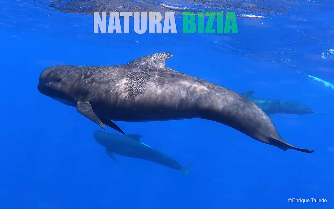 2º CAPÍTULO SERIE DOCUMENTAL
Miércoles, 3 de noviembre, a las 23,30H en ETB2
Tengo el placer de anunciaros que mañana miércoles, se estrena en castellano el episodio de la serie documental dedicado al medio marino. 
<a href="/avisproductions/">Avis Producciones</a> <a href="/naturabiziaEITB/">Natura Bizia EITB</a>