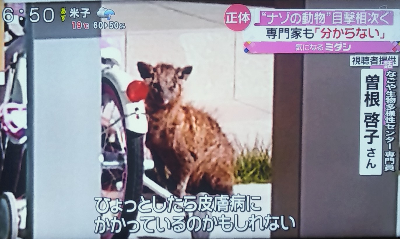 Syandery 名古屋に専門家も分からない 謎の動物 だそう 皮膚病ゴリゴリの狸 かと思ったけど 日本の在来野生動物でもないそう 病気でエサもなく 環境の合わない国でさまよってるとしたら ちょっとかわいそうですね T Co Ausjesyo Twitter