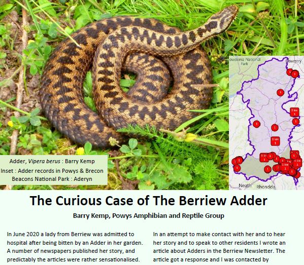 Read about the curious case of the Berriew Adder in our <a href="/PowysCountry/">Powys Countryside</a> &amp; @BreconBeaconsNP Newsletter. In magazine format tinyurl.com/5autubbm or as a pdf tinyurl.com/2bkshb58 . Thanks to <a href="/sportsixred/">Barry Kemp</a> for the story.  <a href="/MontWildlife/">Montgomeryshire WT</a> <a href="/ARC_Bytes/">Amphibian and Reptile Conservation</a>
<a href="/AddersAmazing/">Adders are Amazing!</a> @ConserveHerps