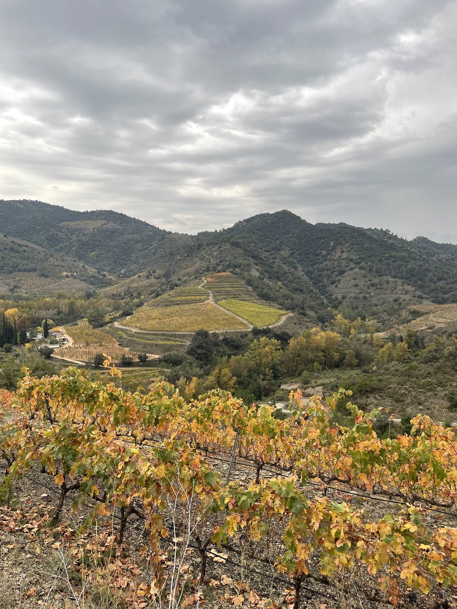 doqpriorat's tweet photo. 📷 A la DOQ Priorat disposem de 459 paratges. La categoria de  Vi de Paratge aguditza l’angle per buscar una essència encara més pura, un caràcter lligat a l’orografia, la geologia i el microclima més delimitats. 
#DOQPriorat #Elsnomsdelaterra https://t.co/JUDxpz6vjP