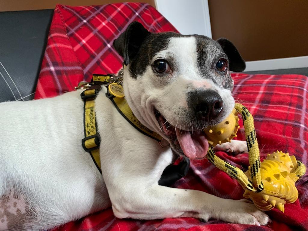 AdoptionsUk's tweet photo. Please retweet to help Winston find a home #Edinburgh  #Scotland 
DETAILS or APPLY👇
https://t.co/Kb6auVlg4s
#dogs #pets https://t.co/3hZoZQmOkL