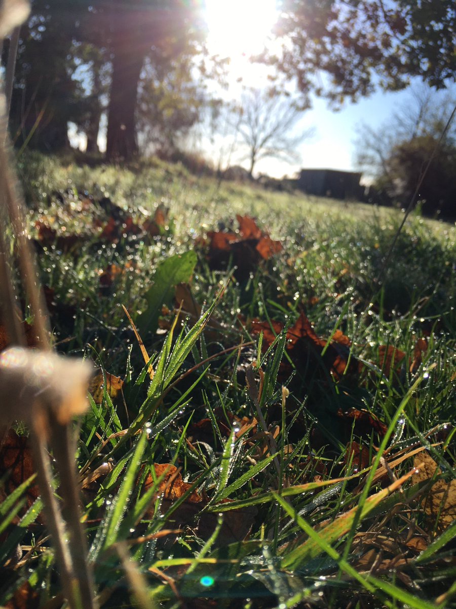 SHoltonLee's tweet photo. This morning saw an early frost followed by dew at Holton Lee. #wellbeing #november #weather #gettingchilly @LivabilityUK @dorsetmag @dorset_eye @DorsetLiveWeath @keep1063 @wave105radio @BBCRadioSolent https://t.co/IOGpYu447l