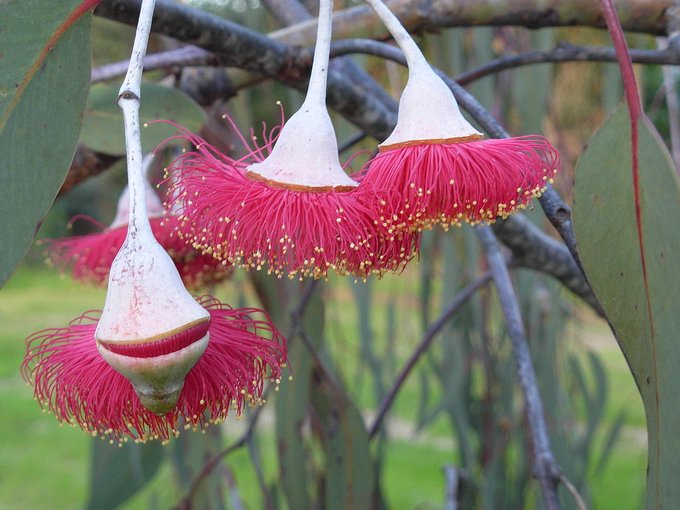 I uploaded the files for my gumnut ornaments! Get them here:   https://t.co/qfHtYR4zwa  #Australian #Christmas<a href="/tag/australian"class="tags"><span>#australian</span></a><a href="/tag/christmas"class="tags"><span>#christmas</span></a><a href="/tag/xmas"class="tags"><span>#xmas</span></a><a href="/tag/3dprinting"class="tags"><span>#3dprinting</span></a>
