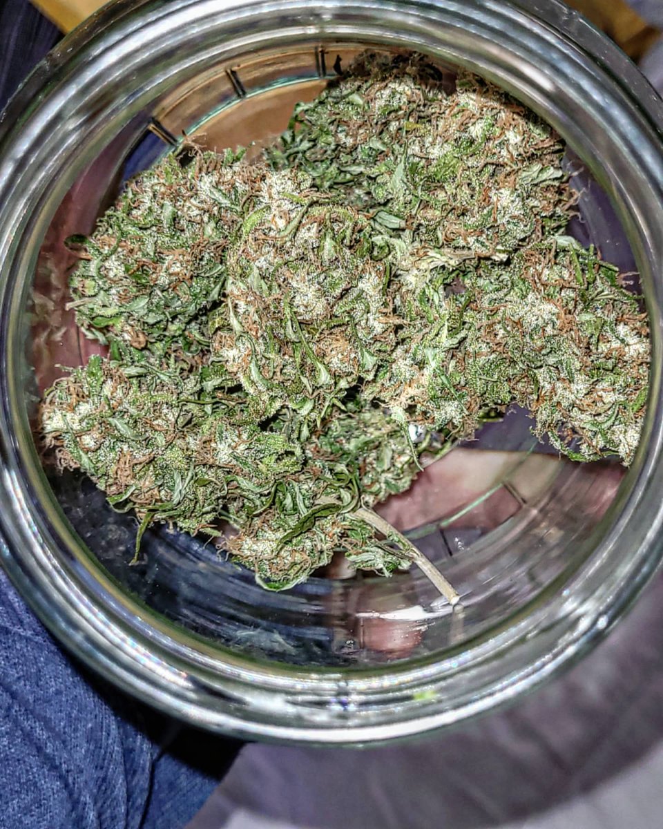 Sophie_MJ's tweet photo. Abre tu bote, mete la👃y desarrolla tus sentidos..
Ese aroma concentrado nos proporciona unas notas de fondo muy claras..luego al trillarla saldrán muchísimos matices diferentes.
#Blueberry99🍒 @GreenbudSeeds @Apez140 @INMAQ16 es cacao, chocolate, bizcocho...
#LaSofiJardinera👩🏼🌾 https://t.co/k6qixmcwd4