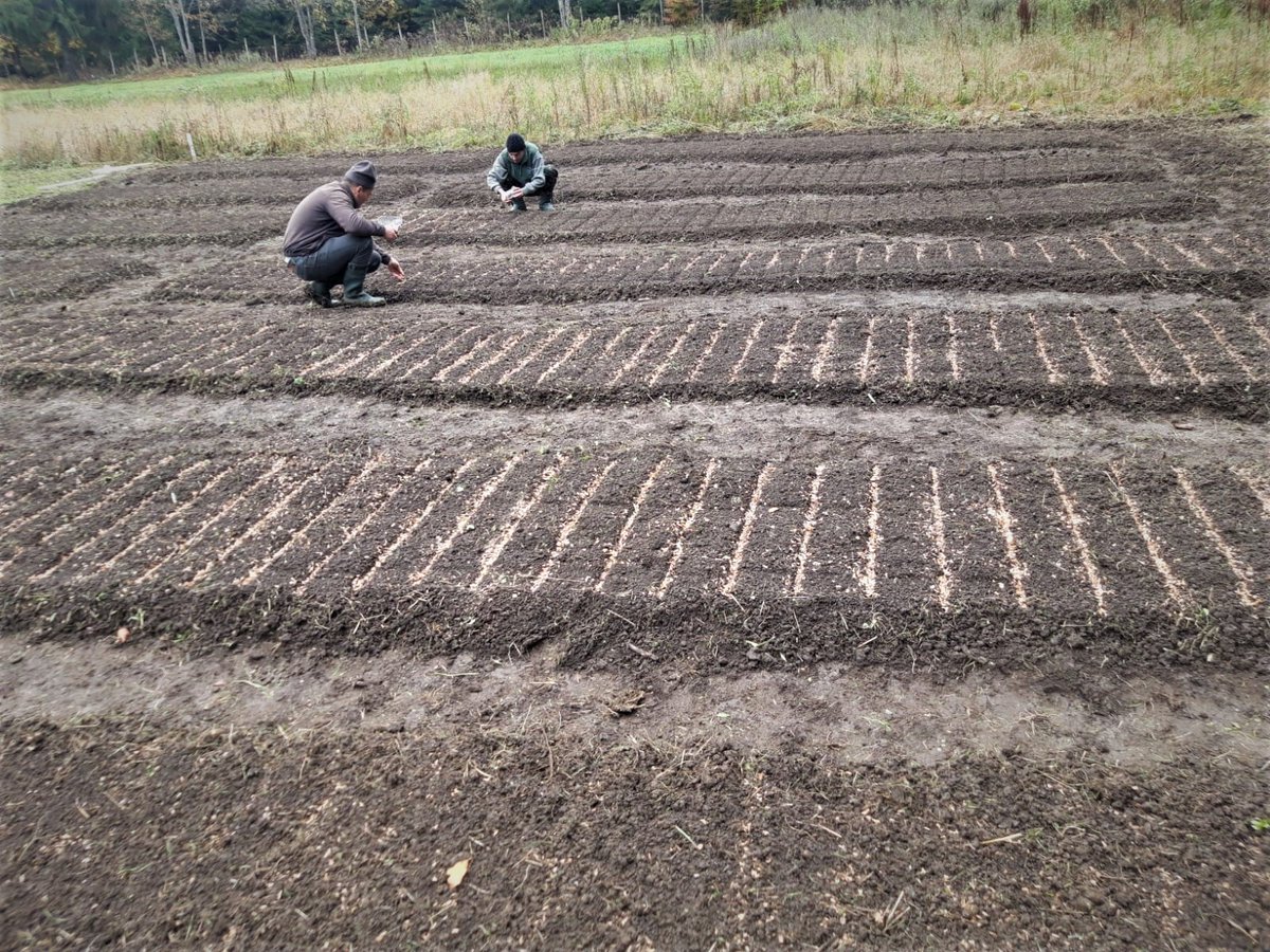 RNP_Romsilva's tweet photo. ℹ️ 🇷🇴 📷 Semănături de brad în pepinierele #silvice ale Direcției Silvice #Neamț din cadrul #Romsilva
ℹ️ 🇬🇧 📷 Planting fir seed in #forest nurseries at Neamț Forest Directorate, #Romania
#Forestry #forests #silvicultură #pădure #păduri https://t.co/0muVWjkxLu