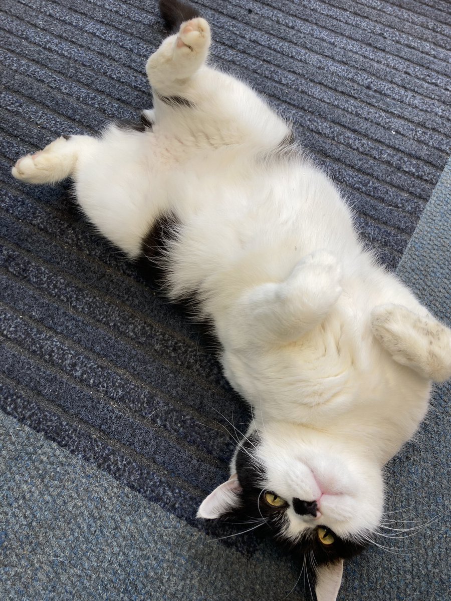 stationmoggy's tweet photo. Lates today forTeam3NPT ๐ฎโโ๏ธ๐ฎโโ๏ธjust having a stretch before the fun begins..๐๐๐
#CatsOfTwitter
#Asyouwere https://t.co/niLvYJhigR