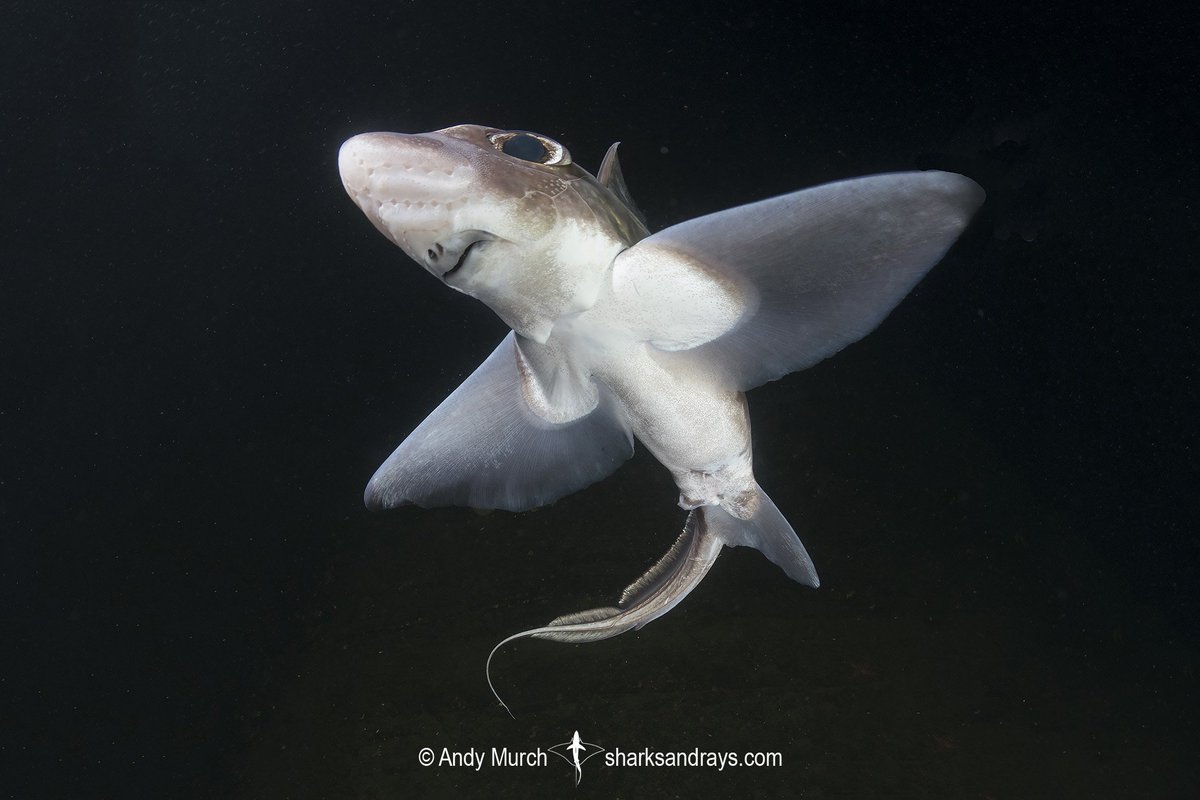Cat_Sharks's tweet photo. ¿Cuántas especies de quimeras crees que hay en el mar Mediterráneo? 🤔
Si quieres conocerlas, puedes echarle un vistazo a esta nueva entrada del blog, donde podrás observar de cuales se tratan 😉.
👉https://t.co/1Tbc82IlPM
📸: Andy Murch
#Ciencia #Biología #FelizMartes https://t.co/StfBDBgVeg