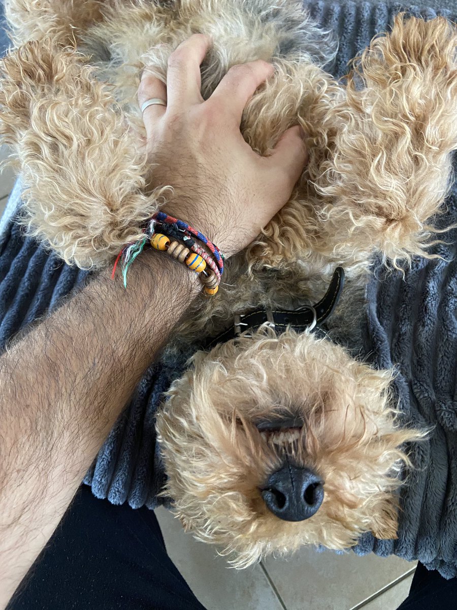 Parcamatt's tweet photo. Chien heureux! #Hasko https://t.co/Fi5xdJhrCm