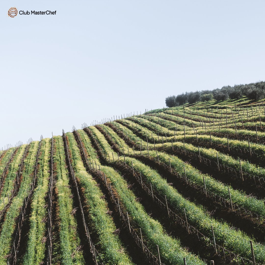 masterchefvinos's tweet photo. ¿Habeis tenido alguna vez la oportunidad de visitar un viñedo? 🤔
¡Contadnos vuestras experiencias! 👇🏻😉
#viñedos #uva #vinomasterchef #masterchef #clubmasterchef https://t.co/KhxKCOdI0p