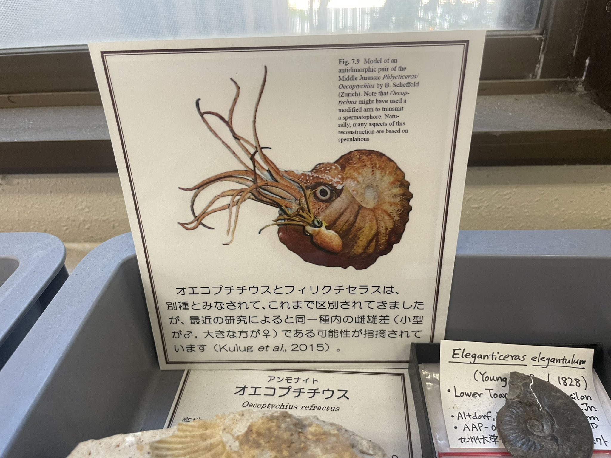 古生代アンモナイト化石 2個一組iw110410a08 - 横浜中華街天宝