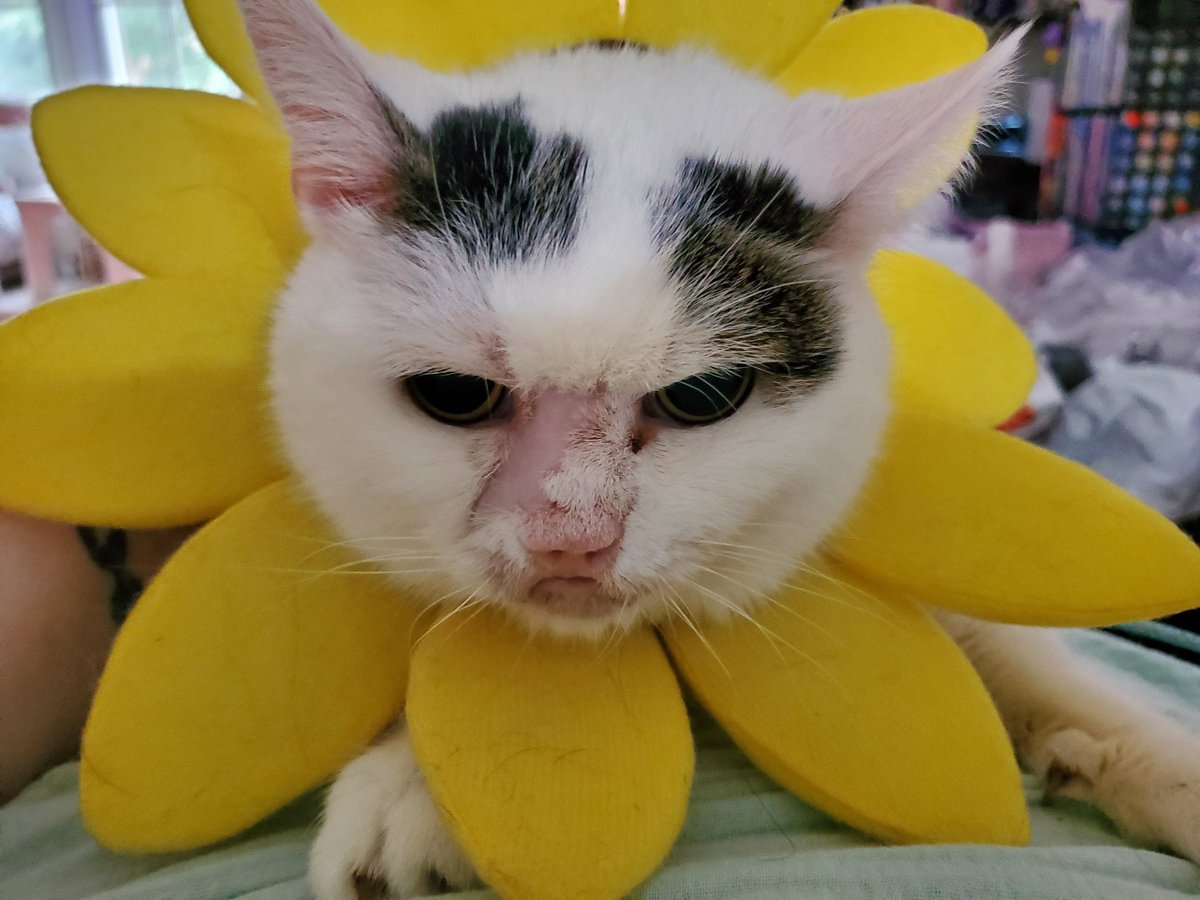 dannys dailies #306

i love <a href="/mommagoblin/">scrumpy</a>