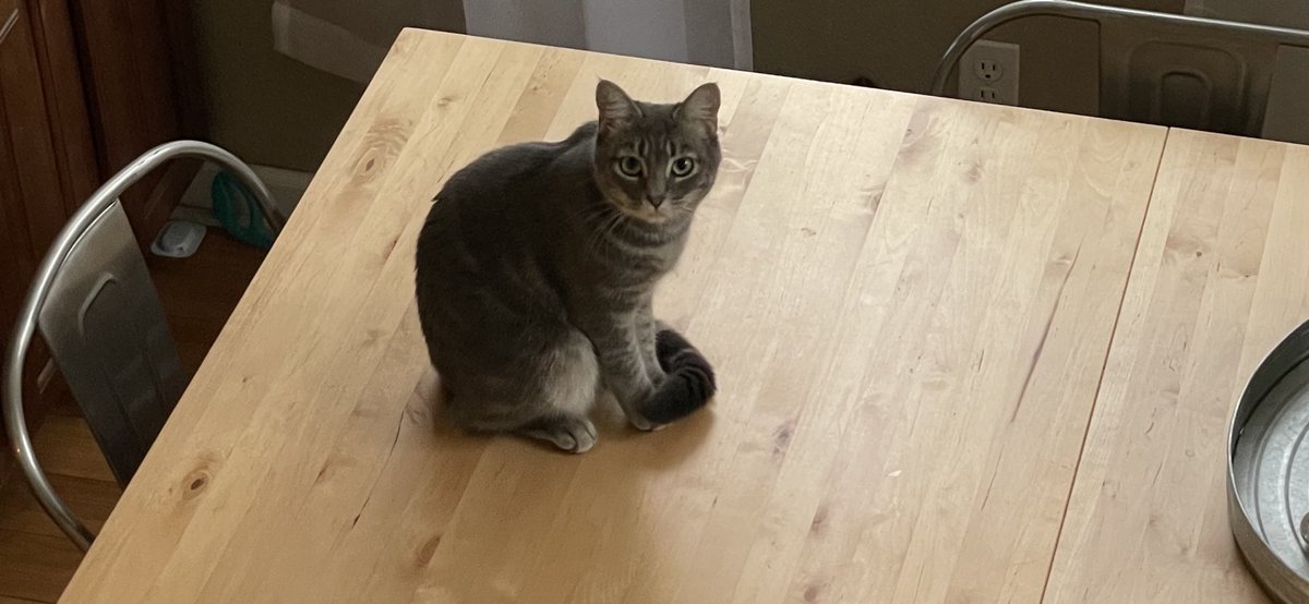 topShotta's tweet photo. What I see almost every morning when I go downstairs to make a 2nd cup of coffee. #CoolCats #GetOffTheTable https://t.co/UseAjIgsfm