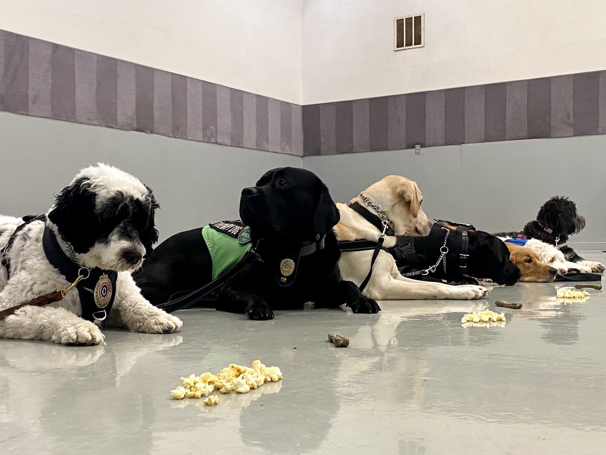 PSD_Stella's tweet image. They want me to do what? And for how long? 🦴🍿 #K9Therapy #SupportDog @FCSOTherapyK9 @K9Mattis 
🐾Stella