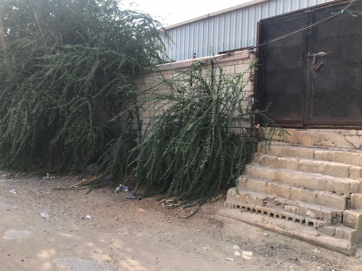 hasa_env's tweet photo. في تعاون مشترك بين #رابطة_شمال_الأحساء_البيئية و #مشتل_الرفيعة بـ #الأحساء، تم تقليم شجرة #هجليج (لالوب)في #الدمام بغرض تهذيبها والعنايةبها
استفدنا من نواتج التقليم بقرابة 1000 عُقلة،سيخصص جزء منها لأنشطة الرابطة والمهتمين بهذه الشجرة الصحراوية الملائمة لبيئتنا https://t.co/bc1xe17HYr