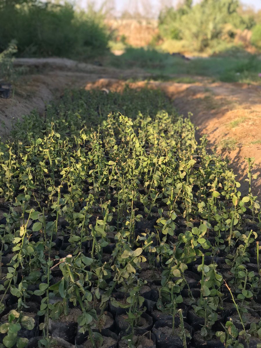 hasa_env's tweet photo. في تعاون مشترك بين #رابطة_شمال_الأحساء_البيئية و #مشتل_الرفيعة بـ #الأحساء، تم تقليم شجرة #هجليج (لالوب)في #الدمام بغرض تهذيبها والعنايةبها
استفدنا من نواتج التقليم بقرابة 1000 عُقلة،سيخصص جزء منها لأنشطة الرابطة والمهتمين بهذه الشجرة الصحراوية الملائمة لبيئتنا https://t.co/bc1xe17HYr