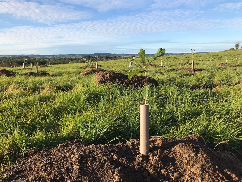 Trees for Cities tweet media