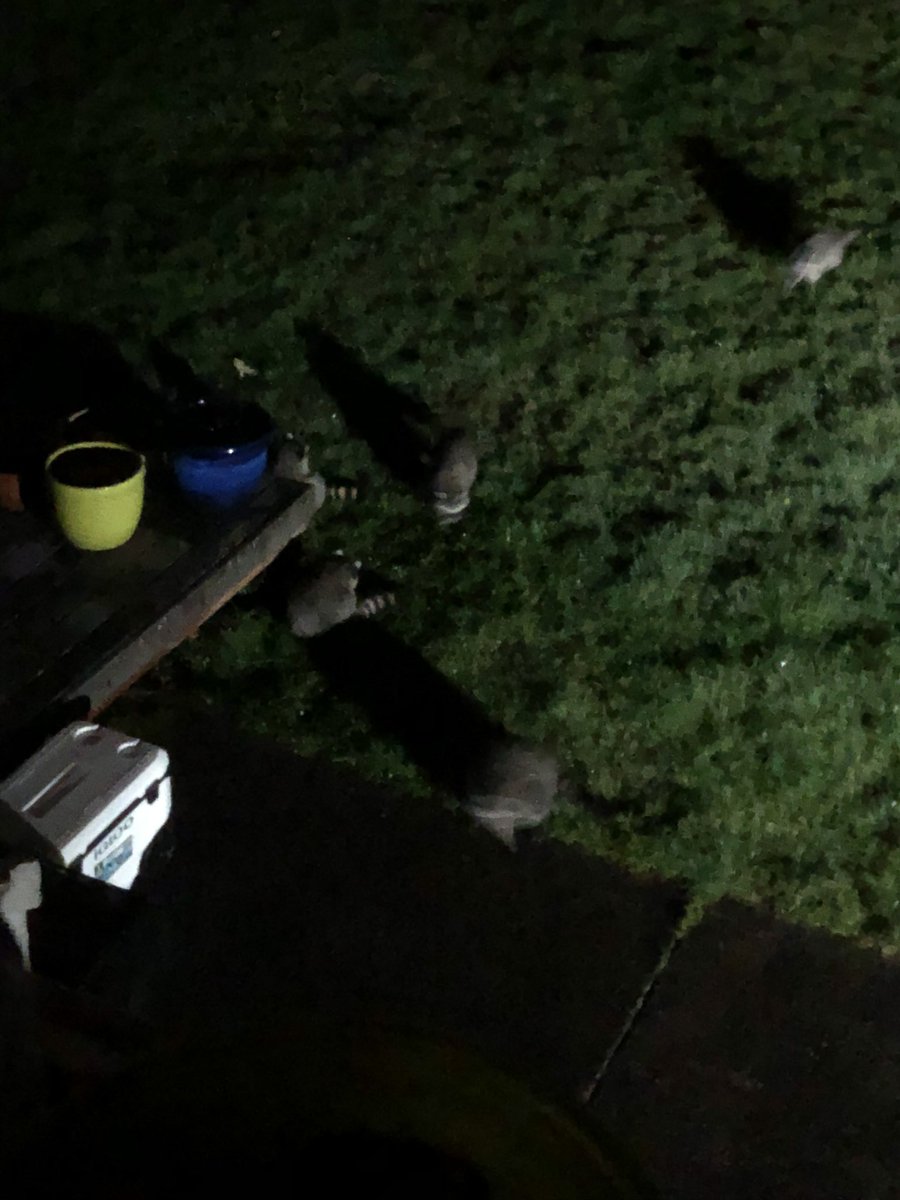 enbygreenbean's tweet photo. ANOTHER UPDATE: RACCOONS CAUGHT ON CAMERA https://t.co/PPTKafDVCB