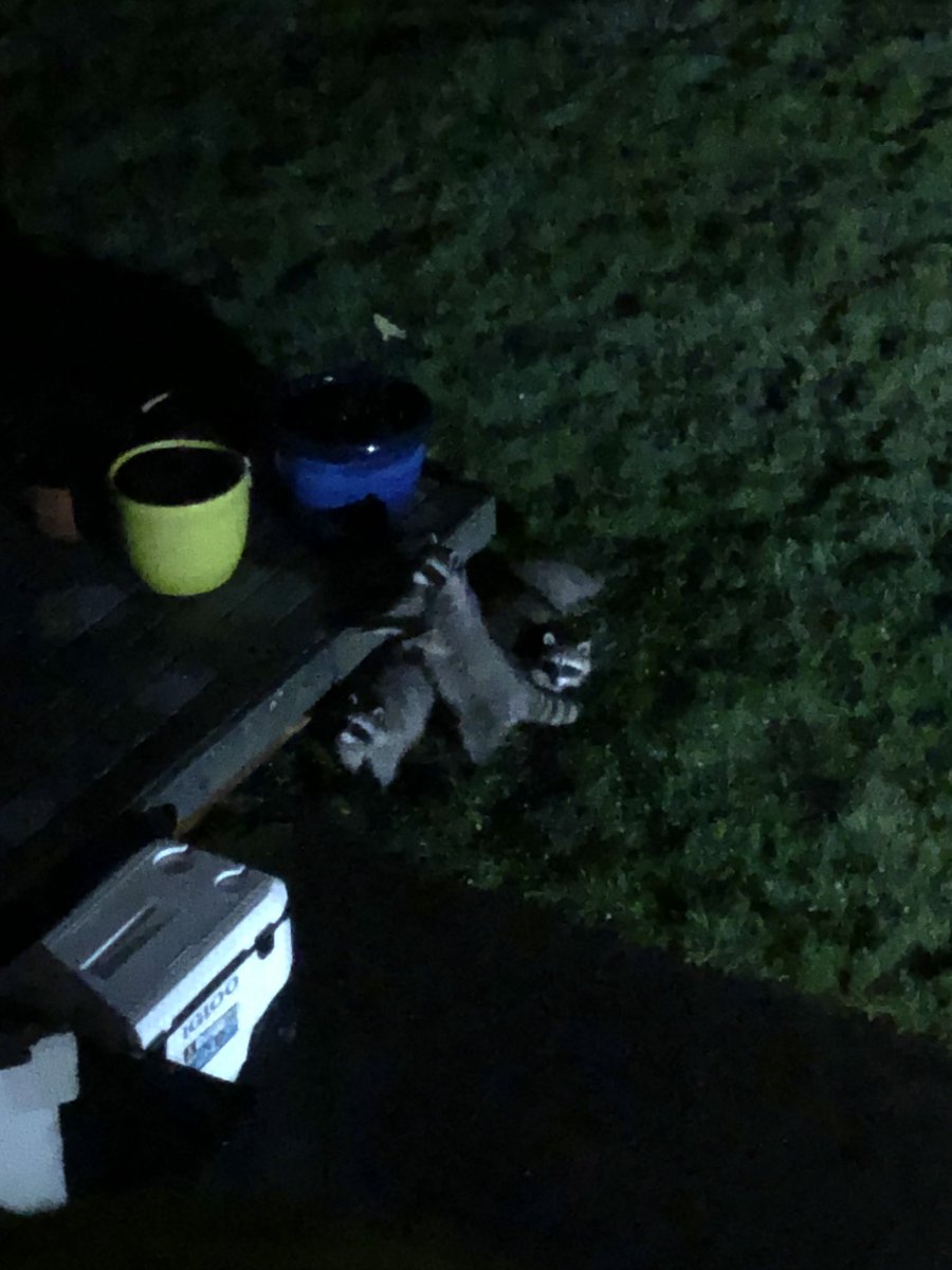 enbygreenbean's tweet photo. ANOTHER UPDATE: RACCOONS CAUGHT ON CAMERA https://t.co/PPTKafDVCB