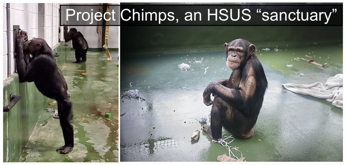 HSUS must create habitat spaces at its <a href="/projectchimps/">Project Chimps</a> sanctuary so that the 77 chimps have daily access to the outdoors. Many arrived in 2016/2017 after spending years in labs, yet they continue to languish in concrete rooms. theirturn.net/2021/08/03/hum… #ChimpsDeserveBetter <a href="/peta/">PETA</a>
