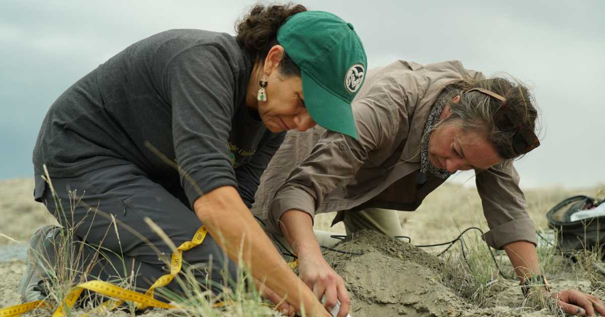 CSU Energy Institute (@csuenergy) on Twitter photo Scientists with <a href="/ColoradoStateU/">Colorado State University</a>'s new Soil Carbon Solutions Center are tapping rangelands across the West as vast sources for soil carbon storage - a promising solution for mitigating #climatechange. 🌱
📺: youtu.be/if0xrUCb3ow
📰: agsci.source.colostate.edu/csu-soil-scien… Scientists with <a href="/ColoradoStateU/">Colorado State University</a>'s new Soil Carbon Solutions Center are tapping rangelands across the West as vast sources for soil carbon storage - a promising solution for mitigating #climatechange. 🌱
📺: youtu.be/if0xrUCb3ow
📰: agsci.source.colostate.edu/csu-soil-scien…