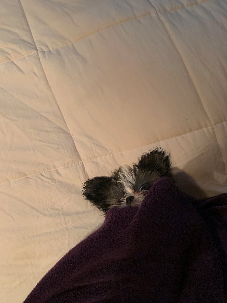 MyAmnesia's tweet photo. Smol angry piranha https://t.co/wiR6WjE6yK