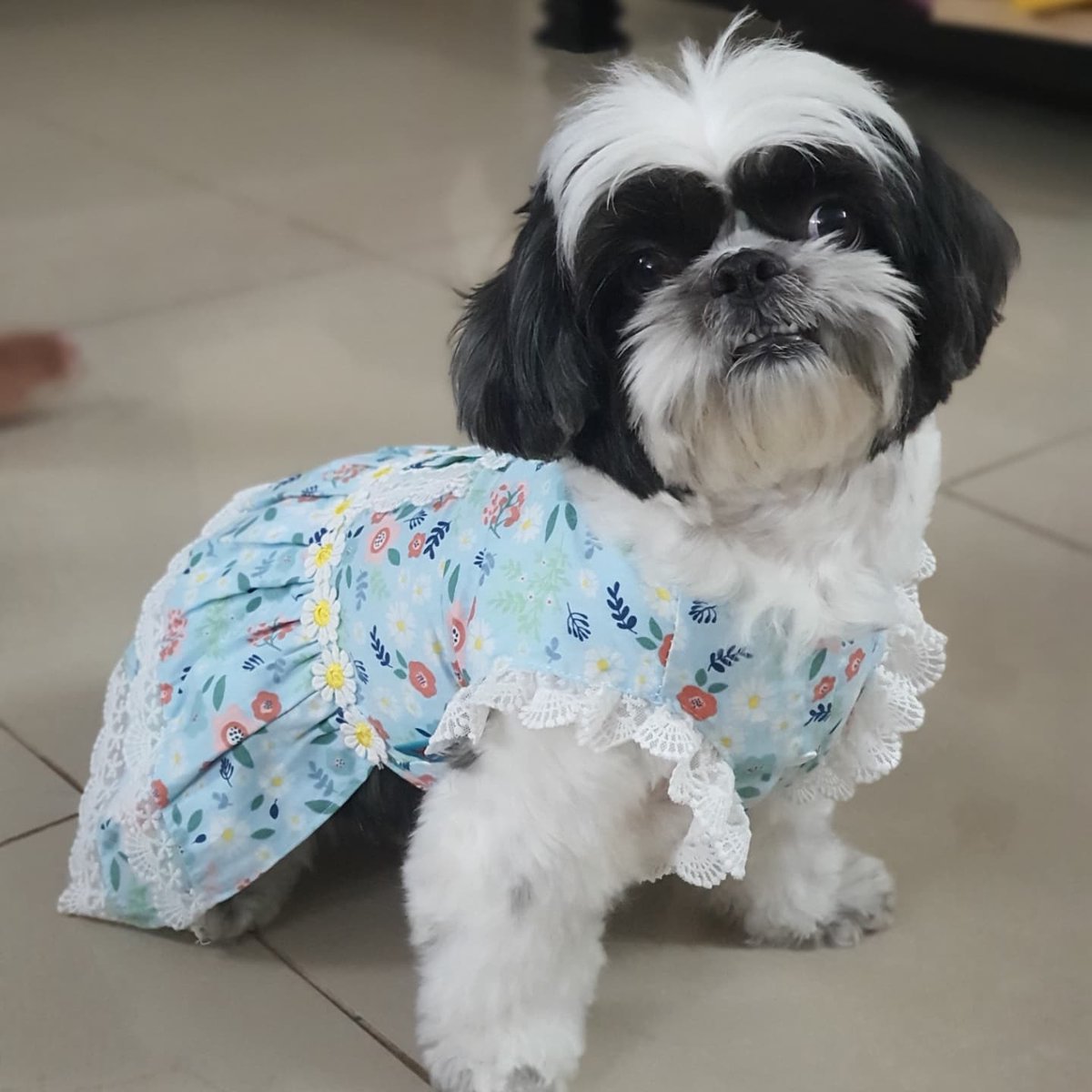 sureshramdas's tweet photo. Happy 5th to my baby princess, Suzie!!!! 🐶❤🥰
Love her to bits. She showers unconditional love, fondness, care, loyalty and patience.
#Suzie #shihtzu #happy #happy5 #dog #pet #love #care #petdaddy #shihtzusofinstagram #shihtzulovers #shihtzugram #birthdaygirl #birthday https://t.co/CNazvBFESZ