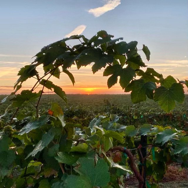 ShawWinery's tweet photo. ☀️This view never gets old!
.
#shawwinery #shaworganicwine 21+ #organicwine #winelover #tuesdayvibes https://t.co/B2dIVsuy8L