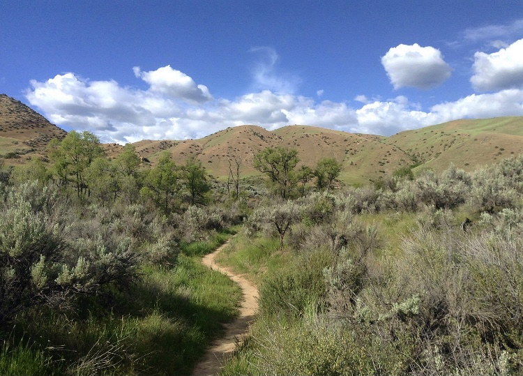 BroncoSportsXC's tweet photo. For the 1โฃst #TrailTuesday of November we're featuring...
The ๐๐ฏ๐ข๐ฆ๐จ๐ซ ๐๐ซ๐๐ข๐ฅ ๐๐ฒ๐ฌ๐ญ๐๐ฆ includes 1โฃ6โฃ trails covering 31 miles of Treasure Valley backcountry. Trails range from 0.3 to 3.5 miles, providing several options for runners!
#BleedBlue | #RunBoise https://t.co/C5mlieRSp2