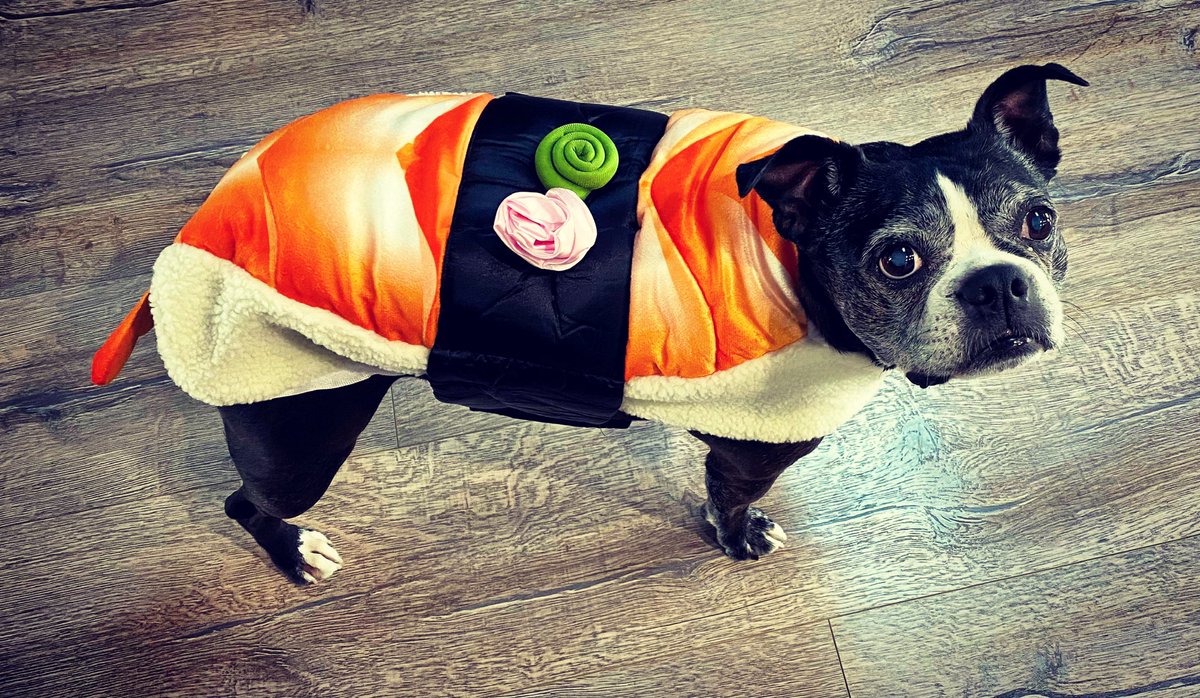 flygurrl's tweet photo. @jannarden Brunhilda Sushi https://t.co/GDFZRx3Wqm