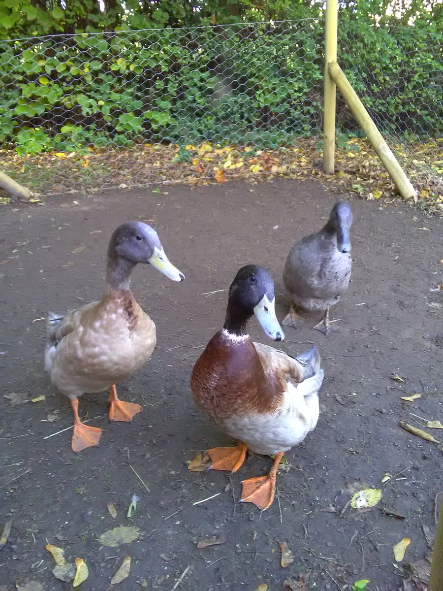 ProspectHouse99's tweet image. Sooty Sweep and Sue enjoying the autumn sun, our ducks are now 18 months old #pets #activties #hicagroup