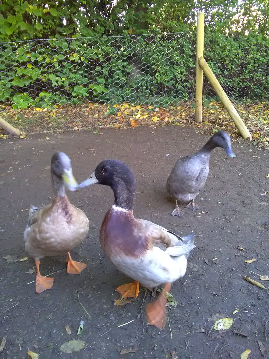 ProspectHouse99's tweet image. Sooty Sweep and Sue enjoying the autumn sun, our ducks are now 18 months old #pets #activties #hicagroup