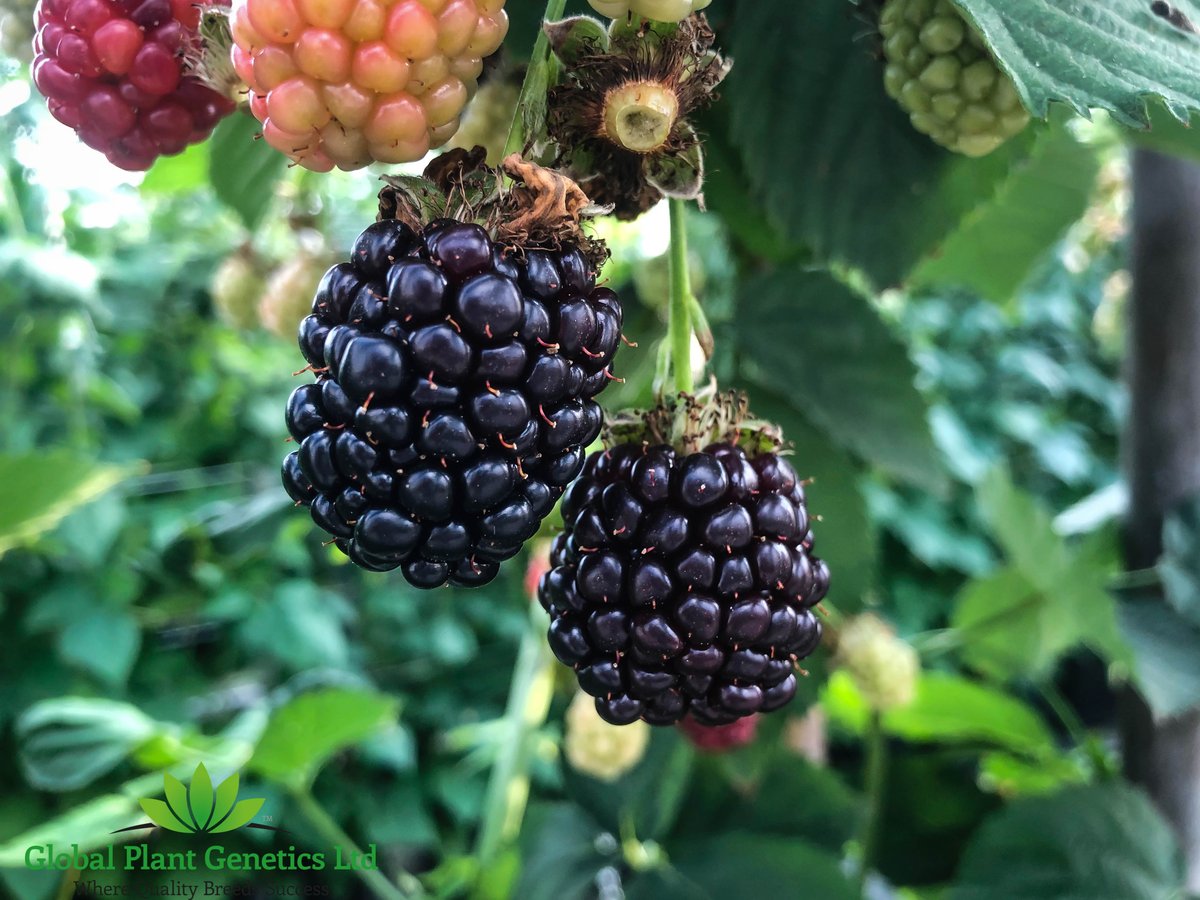 globalplantgen's tweet image. Which #blackberry has a sweet #flavour and has very small seeds that provide a texture and mouth-feel that are extremely unusual in #blackberries? If you answered with ‘’Von Blackberry’, then you’re absolutely correct!  Let us know in the comments below what you think of Von!