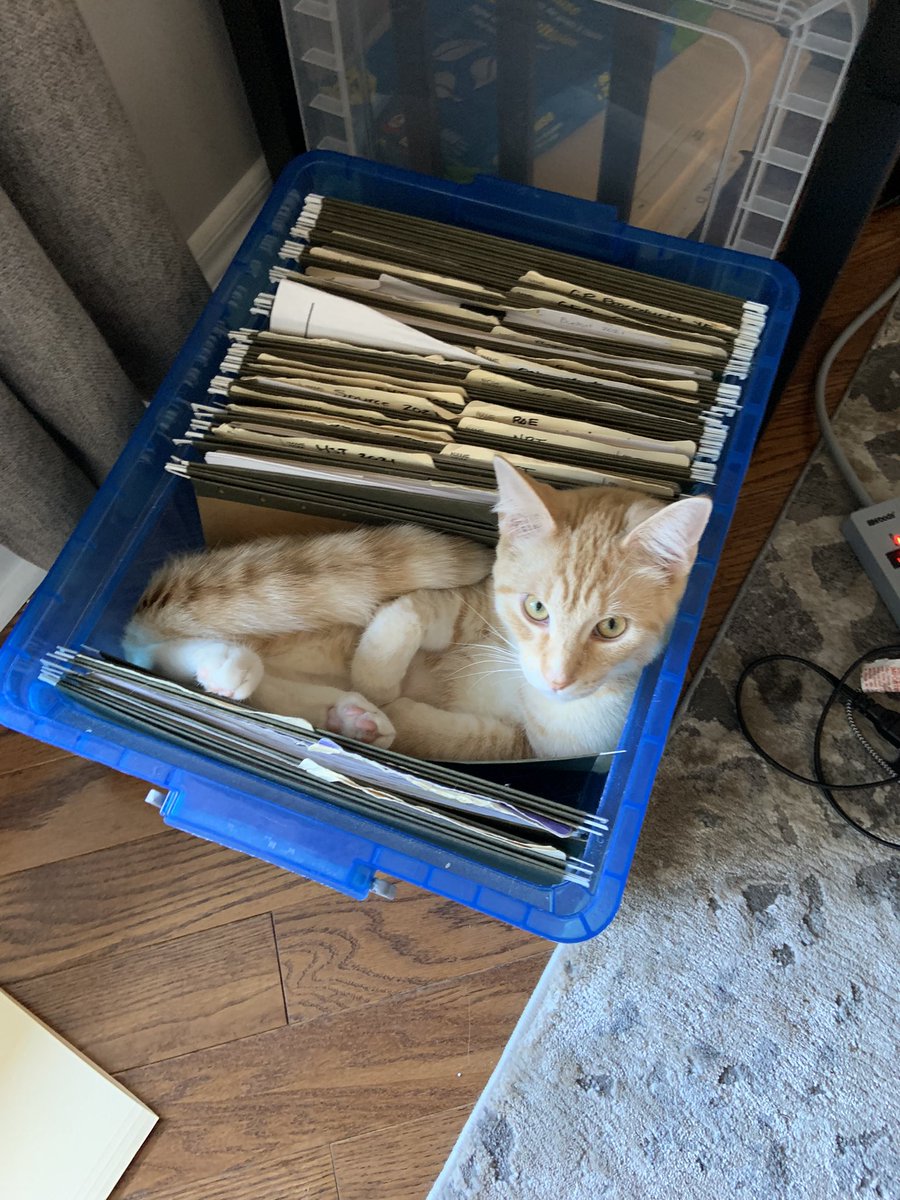 ringette3's tweet photo. @jannarden Let me introduce you to Tito. He is filed under c for cute. @annalawrencee https://t.co/2Jd7MN9eE3