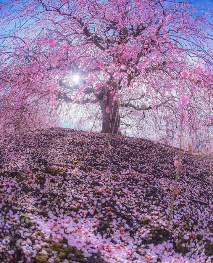 DeeonaFuson's tweet photo. PRINCIPLES OF MIRACLES 22
Miracles are associated with fear only because of the belief that darkness can hide. You believe that what your physical eyes cannot see does not exist. This leads to a denial of spiritual sight.
A Course In Miracles #acim #miraclesofcourse #miracles https://t.co/hjsCAJ1lS7