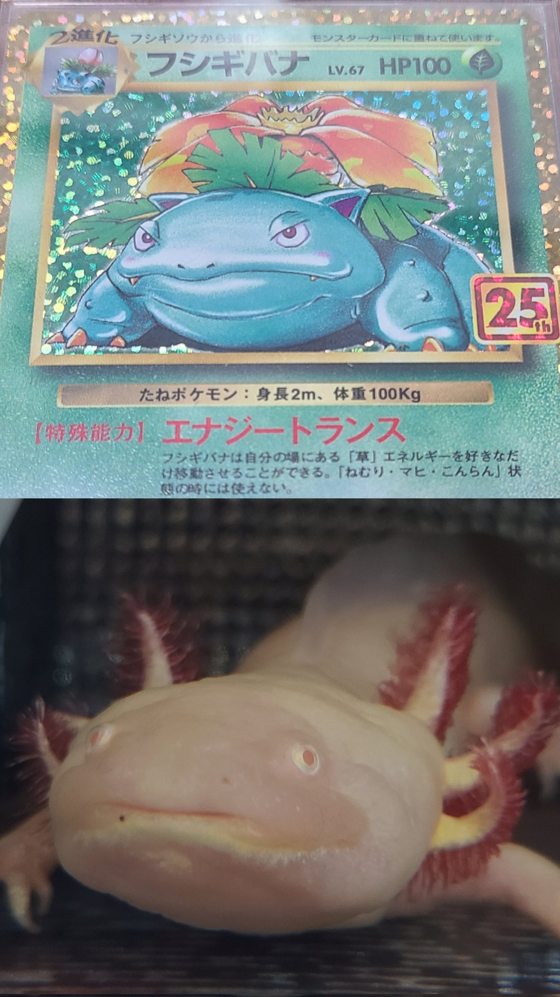 Ice Nailist あいすちゃん ウパーよりフシギバナのが似とる ウーパールーパー ぴくちゃん T Co Bvznpwt8cb Twitter