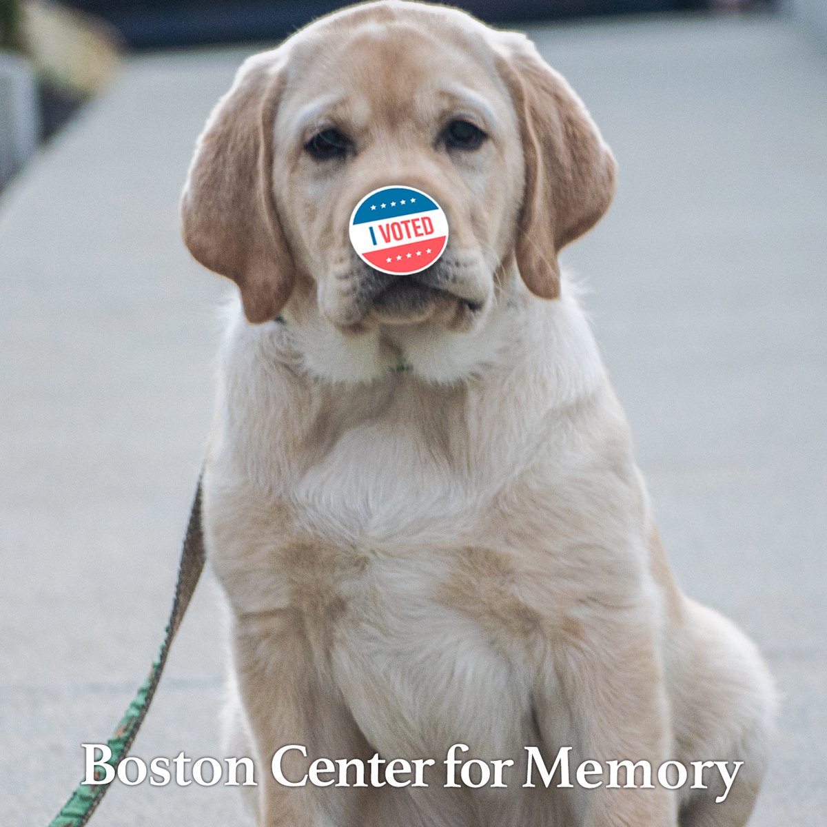 BostonMemory's tweet photo. I am not sure what this sticker is on my nose, but I think it's important!

#teambcm #therapydogsofinstagram #WalteratBCM #boonefieldlabradors #walter #alwaysthereforloveandcare #maketodaygreat #spreadlove #therapydog #fourleggedfriend #comfortdog https://t.co/ZE8YzJ0rQf