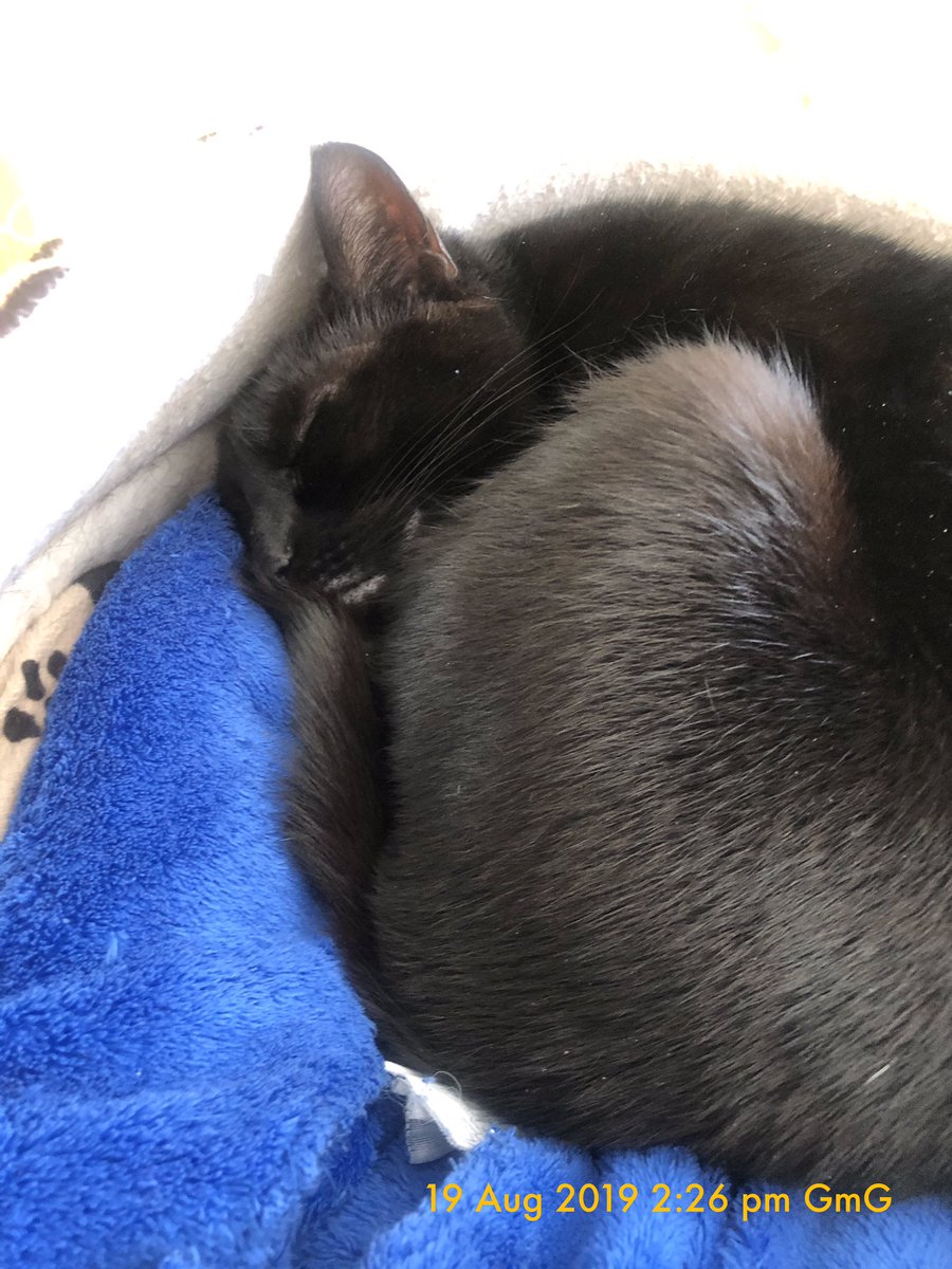 Jadey20142's tweet photo. @PebblesPuss2014 Good night PP   Pawsome dreams. 🧡Jadey 🐱🐾 https://t.co/N6xcT19SEa