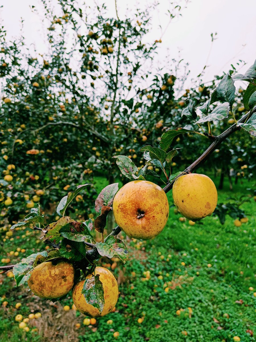 📢 ¿Sabéis que nuestro Club de Producto cuenta ya con 35 miembros❓
Pues sí, son 35 miembros de diferentes sectores que están con las mismas ganas de adentrarse en nuestro proyecto que estas 🍎🍏 se transformen en sidra.
Estad atentos 👀 porque pronto os los iremos presentando