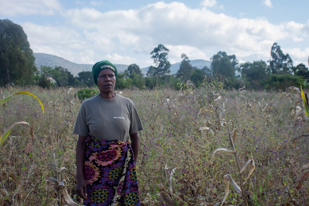 OneAcreFund's tweet image. Some of the people who are most affected by climate change are smallholder farmers. With 95% of farms in sub Saharan Africa being rain fed, too much or too little rain directly affects how much food they can grow. Victoria, one of the farmers we serve in Iringa, Tanzania… 1/3