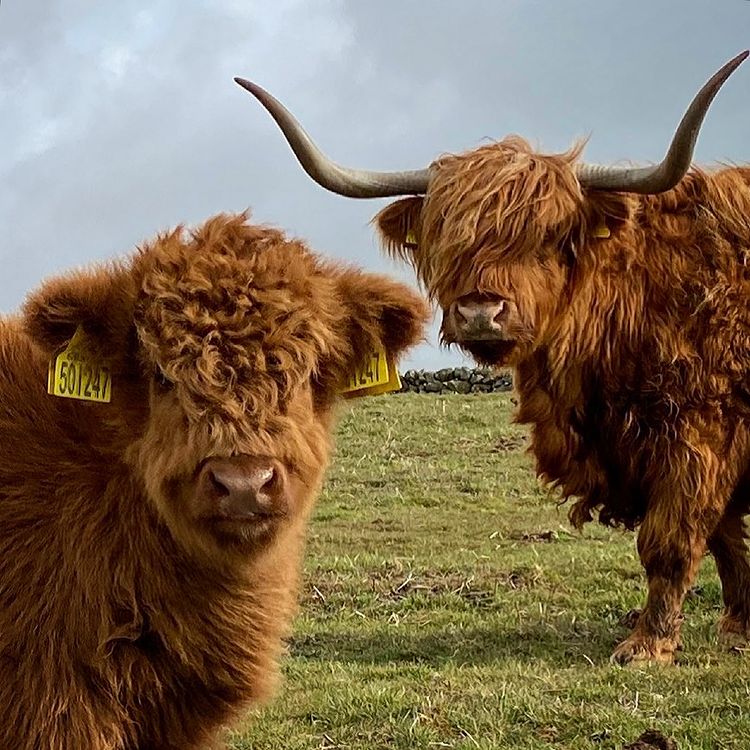 VisitScotland's tweet photo. "Happy #Coosday from one of the oldest and one of the youngest coos in our fold. Sineag of Shanter is 18 years old whilst this wee bull calf is about 5 weeks old" 🐮🧡

📍 New Luce, #Dumfries &amp; Galloway 📷 IG/kitchencoosandewes #RespectProtectEnjoy https://t.co/LLPlozpN6l