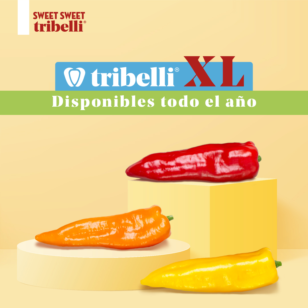 ¿Te imaginas no poder disfrutar de #tribelli siempre que quieras? 🙈No te pasará con tribelli, 😉 ¡disponibles en los tres colores y durante todo el año!  🔄

#tribellixl #TribelliSweet #comidasaludable #pimiento #pimientoconico #sweettribelli #saludable #healthy #comidasaludable