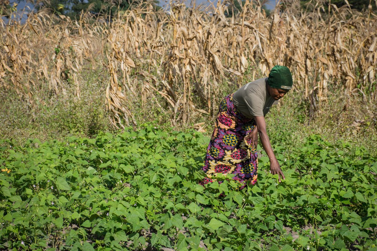 OneAcreFund's tweet image. Some of the people who are most affected by climate change are smallholder farmers. With 95% of farms in sub Saharan Africa being rain fed, too much or too little rain directly affects how much food they can grow. Victoria, one of the farmers we serve in Iringa, Tanzania… 1/3
