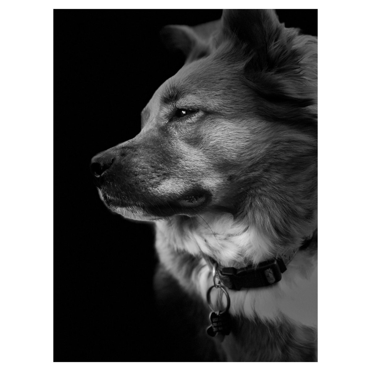 MedskiArt's tweet photo. “My precious”
#cute #Precious #dogs #bordercollie #photography #photoart #morningmood #doggieprofile #GoodVibesOnly #shesocute #GoodMorningTwitterWorld https://t.co/a8yOcdyNOD
