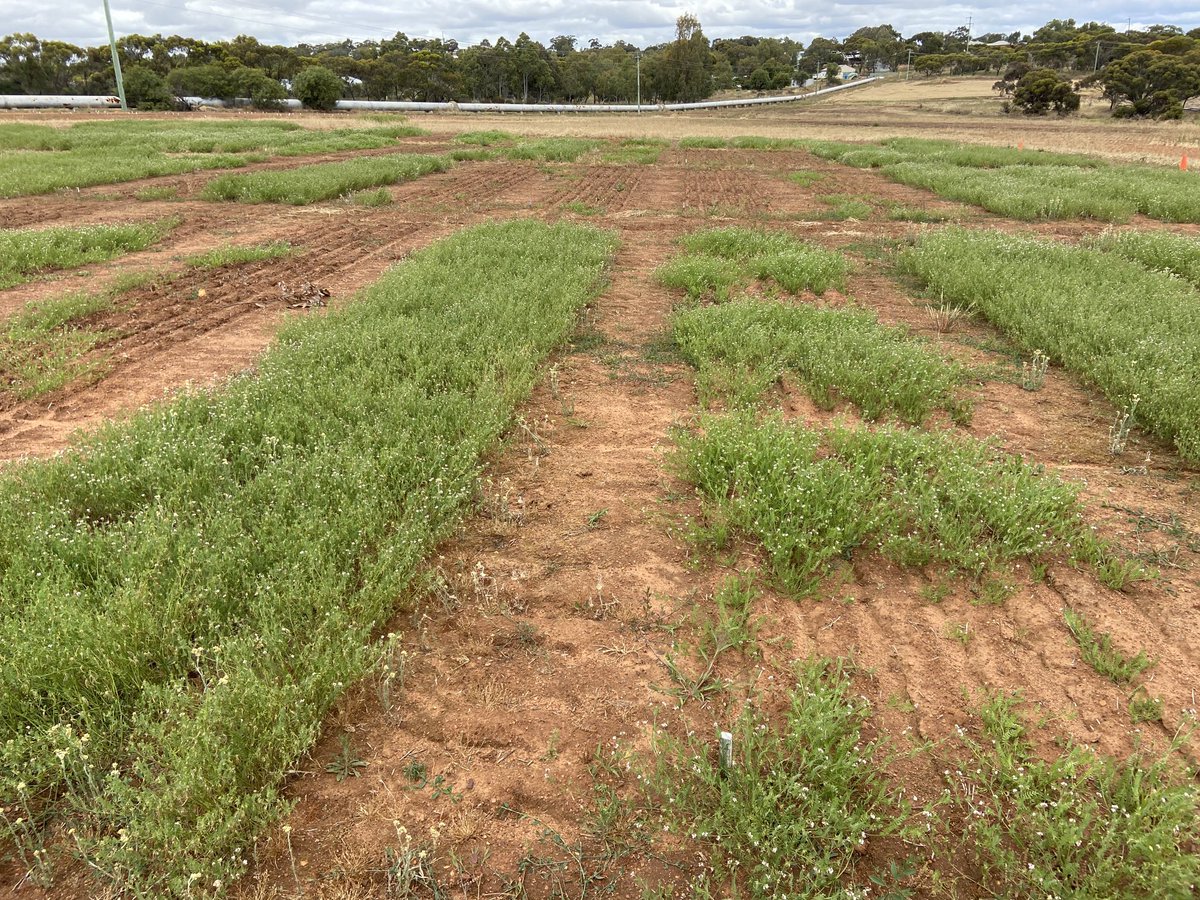 Ron Yates tweet media