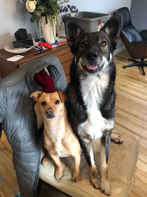 BridgeCityFit's tweet photo. @jannarden Abner and Missy say hi :) https://t.co/cKurwPwh2i