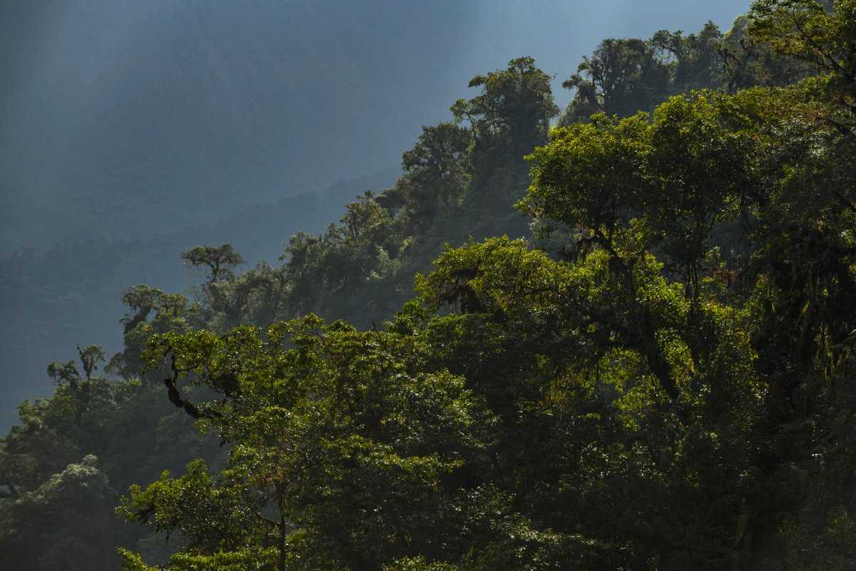 rainforestconce's tweet photo. Itโs day 2 of #COP26 and Rainforest Concern are here, representing you and fighting to protect our threatened forests.
You can see inside this historic event and what we get up to by following along on our Instagram Stories
#rainforestconcern #RCatCOP26 #ClimateAction #actnow https://t.co/SrYKwvgcpB